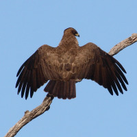 Wahlberg's Eagle